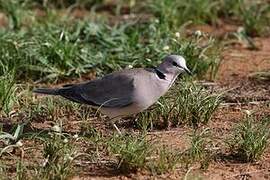 Ring-necked Dove