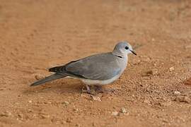 Ring-necked Dove