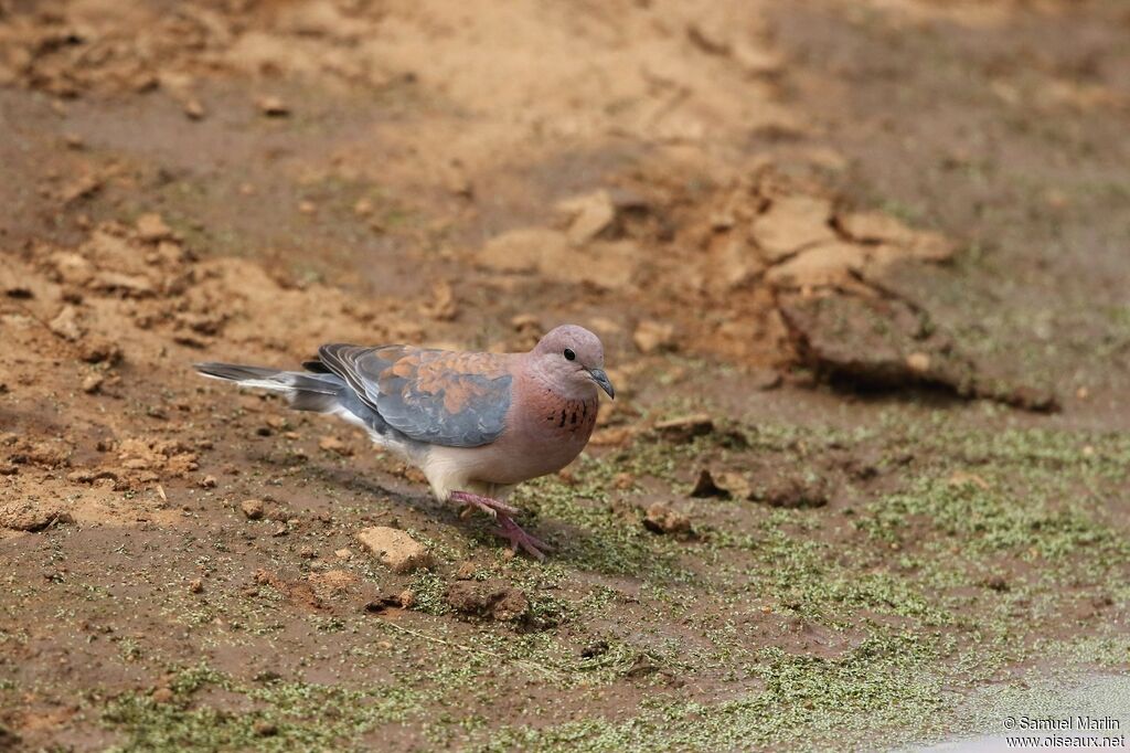 Laughing Doveadult