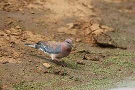 Laughing Dove