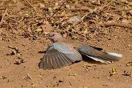 Laughing Dove