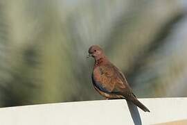 Laughing Dove