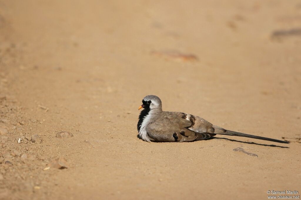 Namaqua Dove male adult