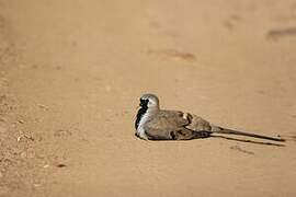 Namaqua Dove