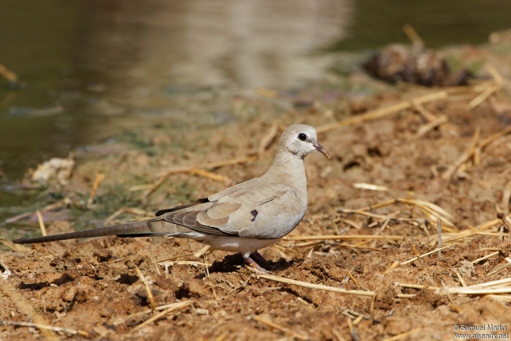 Namaqua Dove female adult