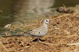 Namaqua Dove