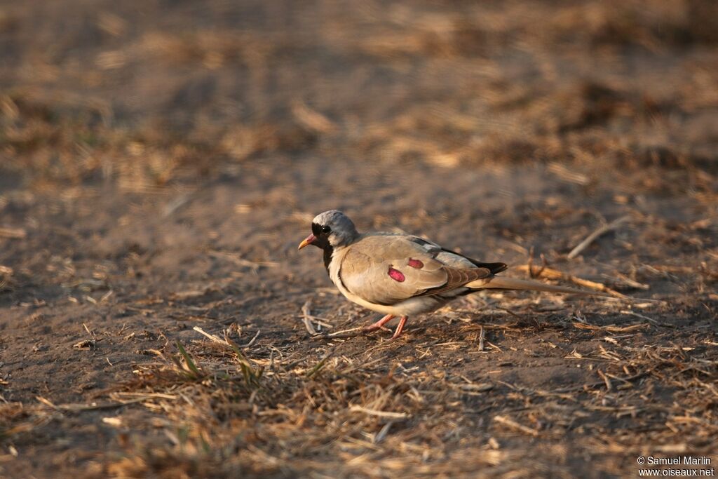 Namaqua Dove male adult