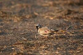 Namaqua Dove