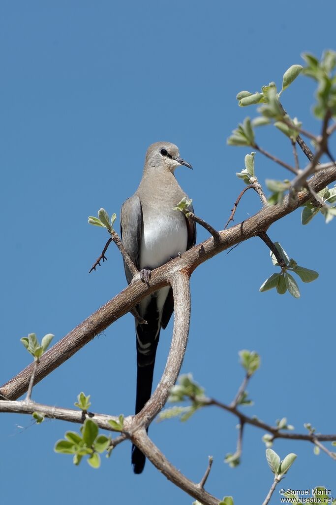 Namaqua Dove female adult