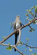 Namaqua Dove