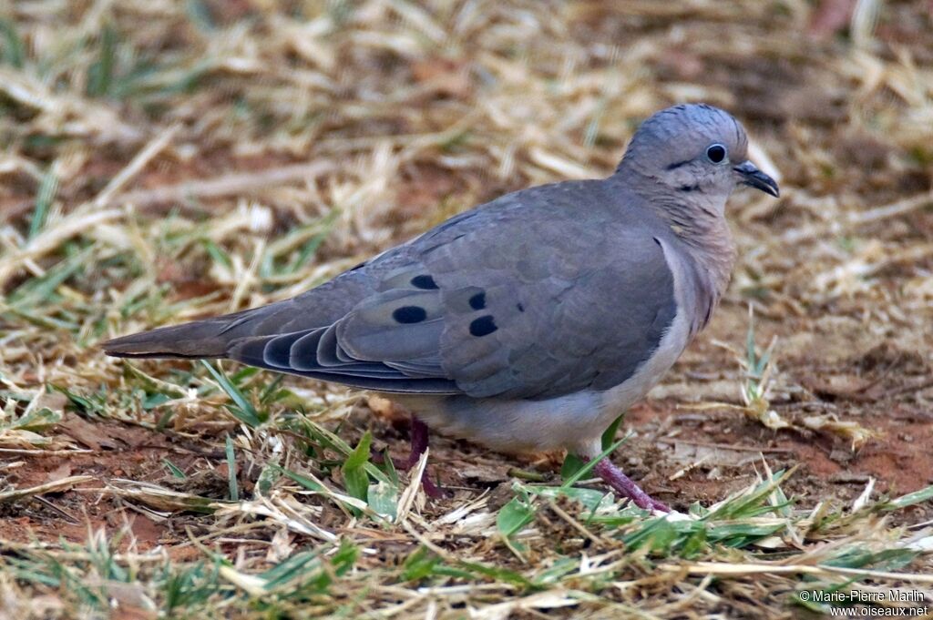 Eared Doveadult