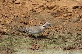 Mourning Collared Dove