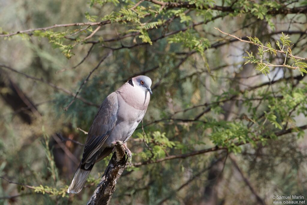 Mourning Collared Dove