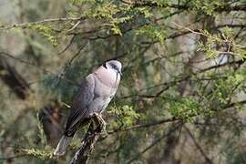 Mourning Collared Dove