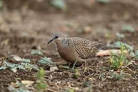 Spotted Dove