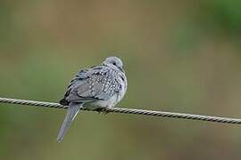 Spotted Dove