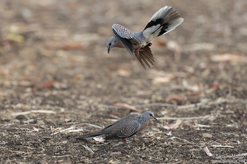 Spotted Doveadult, courting display