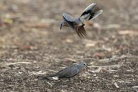 Spotted Dove