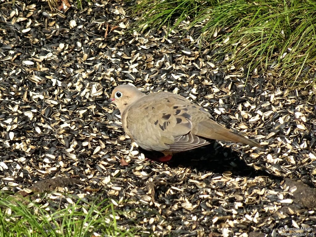 Mourning Doveadult