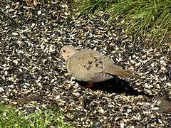 Mourning Dove