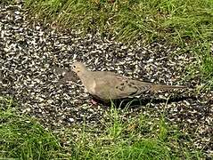 Mourning Dove