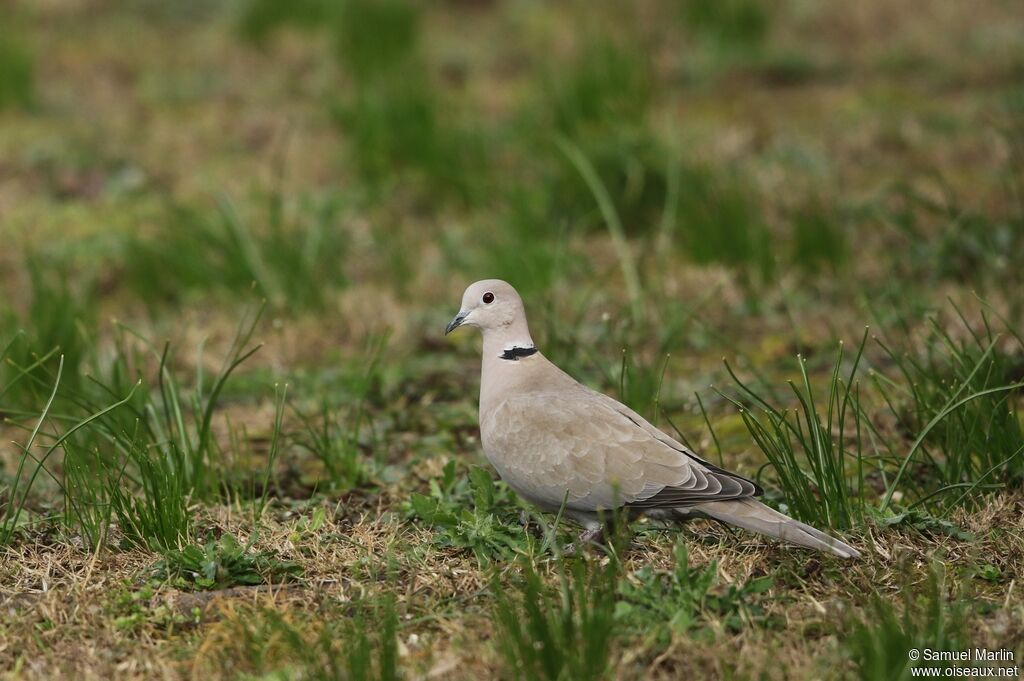 Eurasian Collared Doveadult