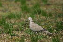 Eurasian Collared Dove