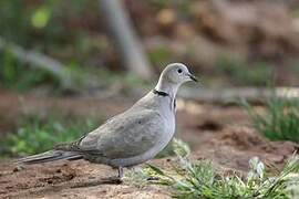 Eurasian Collared Dove