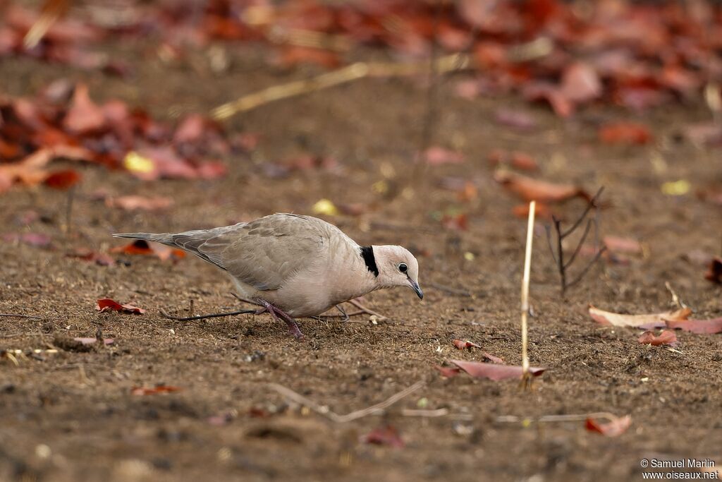 Vinaceous Doveadult