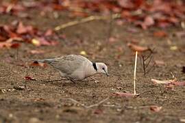 Vinaceous Dove