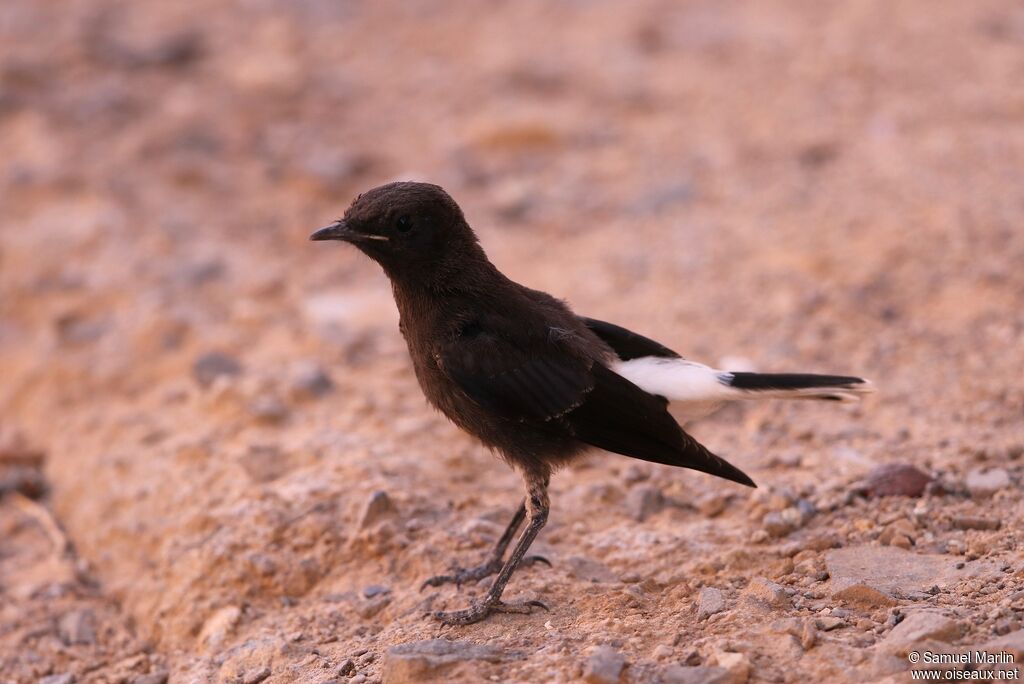 White-crowned Wheatearjuvenile