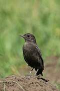 Anteater Chat