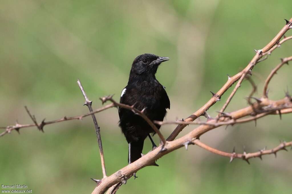 Sooty Chat male adult, close-up portrait