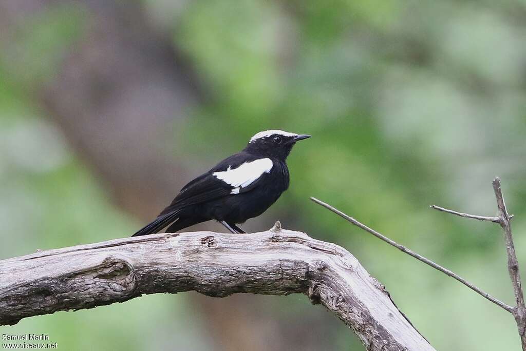 Traquet d'Arnott mâle adulte, identification