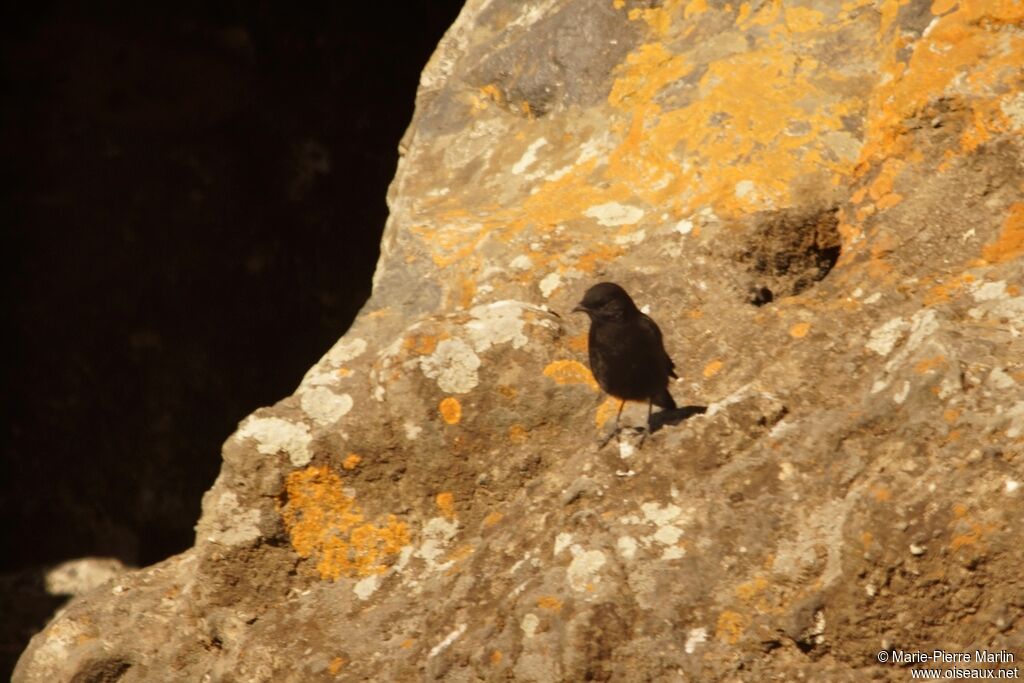 Rüppell's Black Chatadult