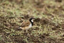 Capped Wheatear