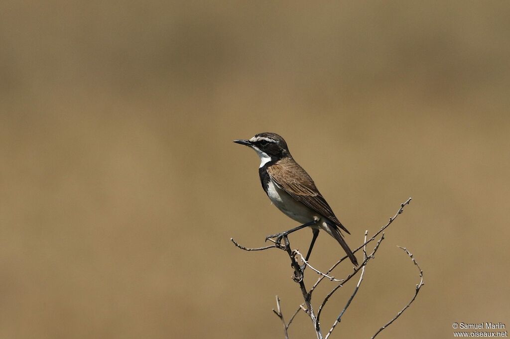 Capped Wheatearadult