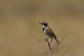 Capped Wheatear