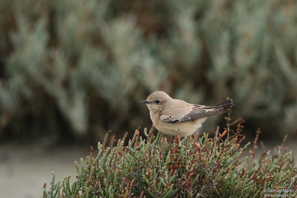 Desert Wheatear female adult