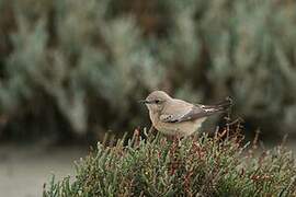 Desert Wheatear