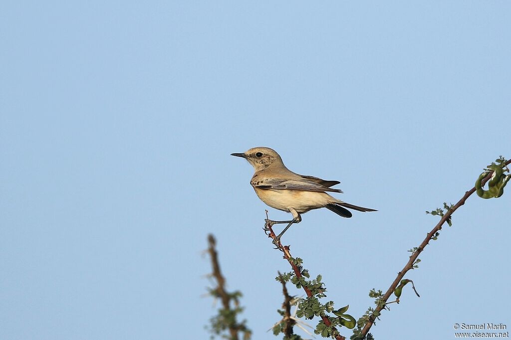 Desert Wheatear female adult