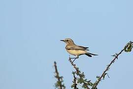 Desert Wheatear