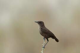 Ant-eating Chat