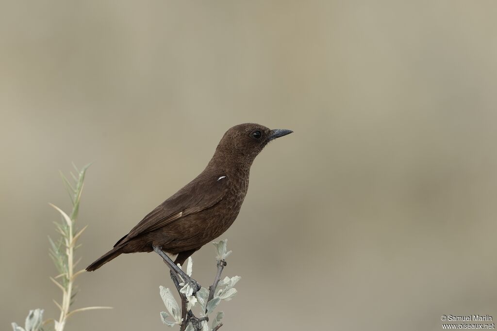 Ant-eating Chat male adult