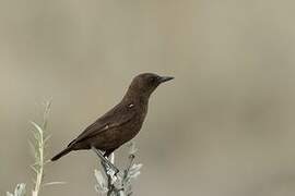 Ant-eating Chat