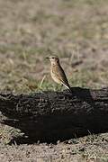 Isabelline Wheatear