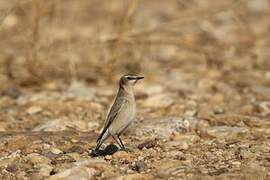 Isabelline Wheatear