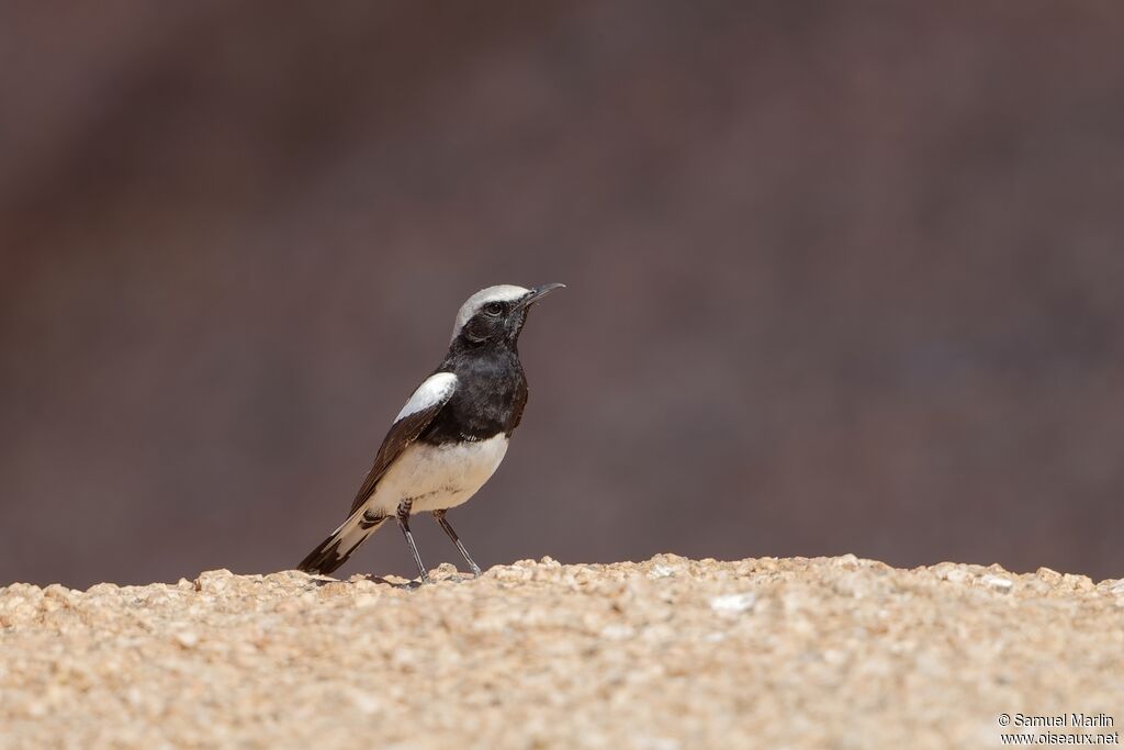 Mountain Wheatear male adult