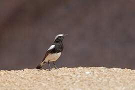 Mountain Wheatear