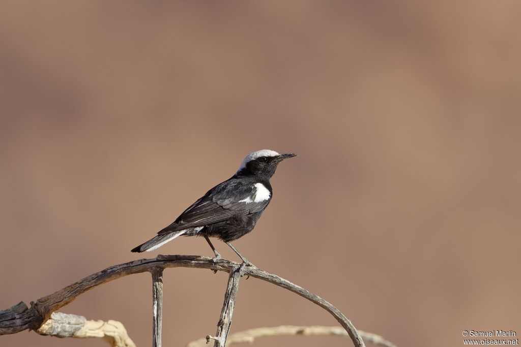 Traquet montagnard mâle adulte